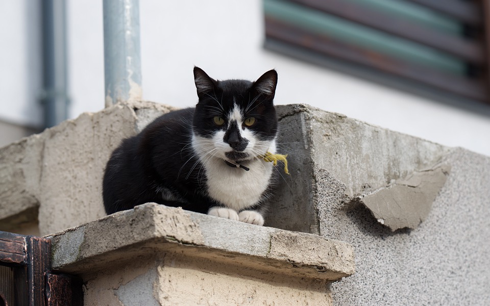 Proč je stavba betonového plotu tak drahá?